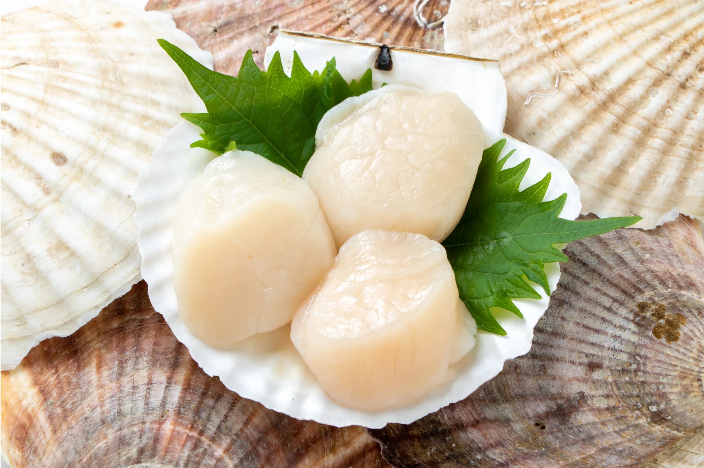 帆立